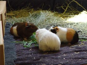 2018-11-09 Emily and her cohort.jpg